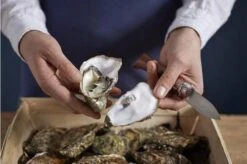 Opinel Oyster Knife No 09 -Famous Knife Shop OP001616 07 opinel oestermes op001616 08